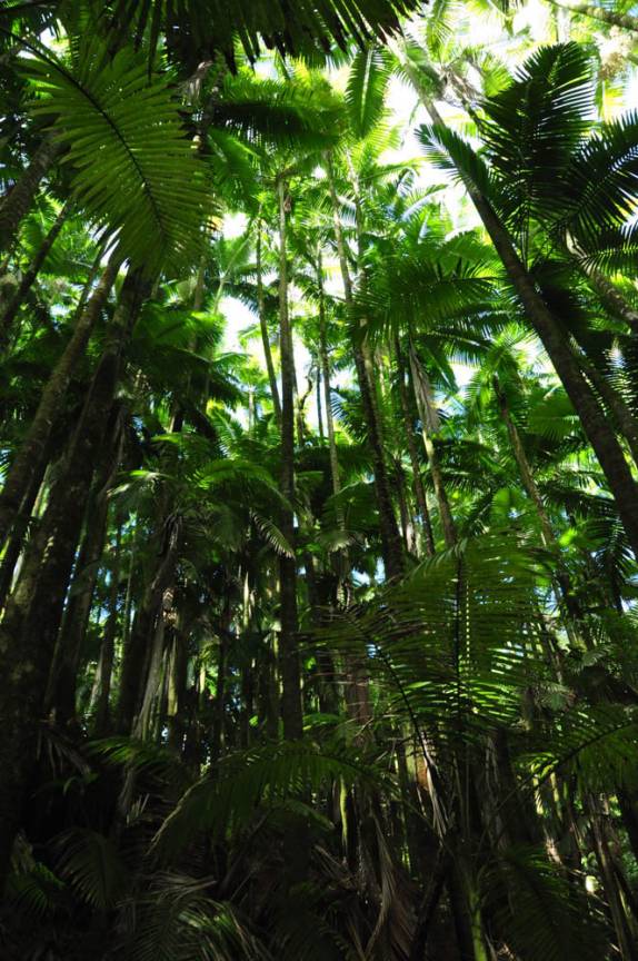 Caminho no verdejante jardim Botânico de Hilo, em Big Island, no Hawaii